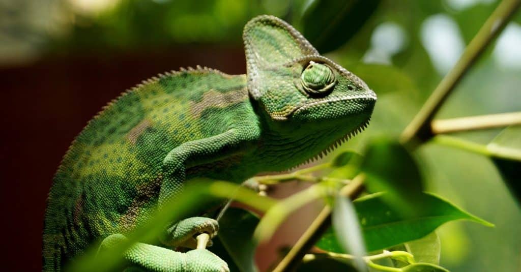 Jak poznat že chameleon umírá?