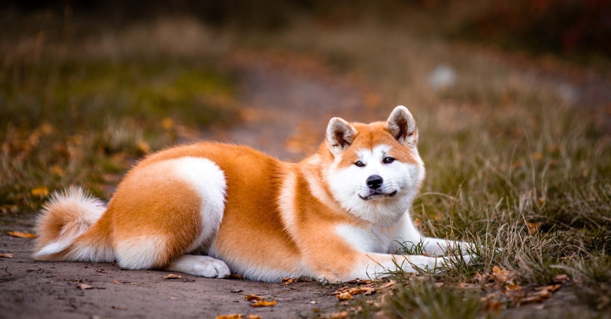 8Akita.jpg