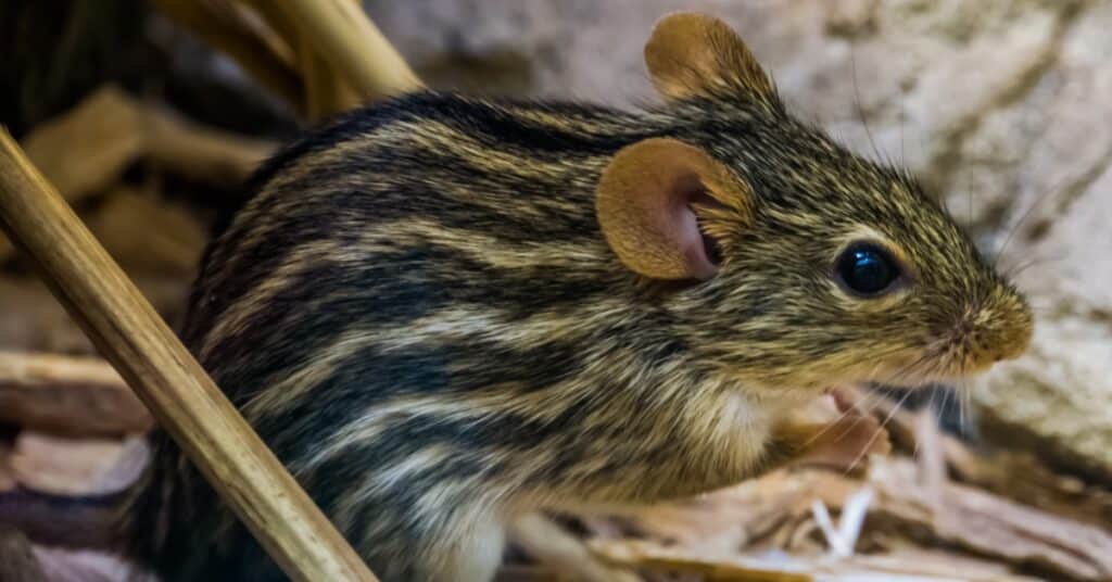 Jaké jsou druhy myši?