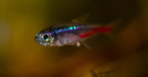 20 nejoblíbenějších akvarijních ryb - TOP rybičky do akvária | Hobbio.cz